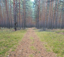 Прирезка лесных участков Кадастровые работы в Санкт-Петербурге